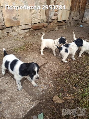 Английски сетер 