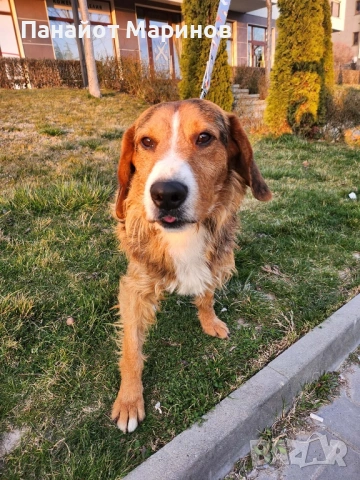 Барак ПОДАРЯВА СЕ, снимка 2 - Други - 54241060