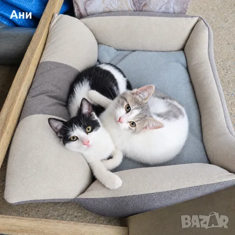 Котенца на 3 месеца