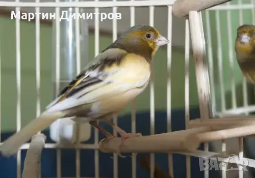 Мъжко Канарче орфей