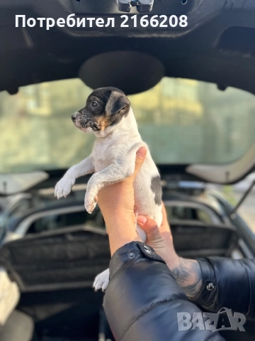 Джак ръсел териер, снимка 6 - Джак ръсел териер - 52748845