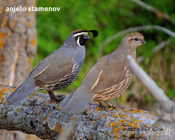 Калифорнийски пъдпъдъци, снимка 3 - други­ - 38266942
