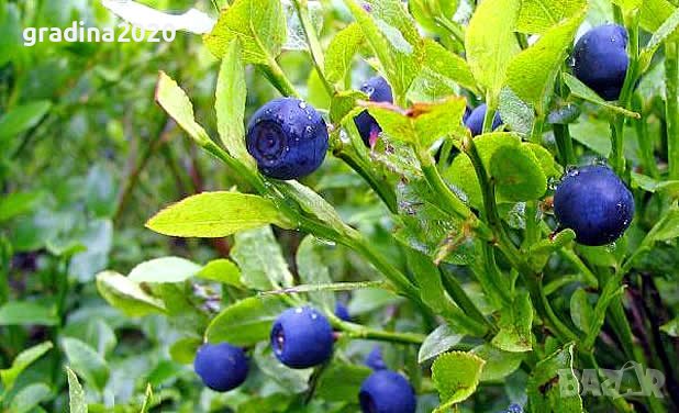 Боровинка - Разсад и замразен плод , снимка 5 - Градински цветя и растения - 27515105