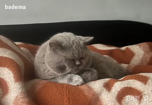 Британски котарак за разплод, снимка 11 - Британска късокосместа - 38538796