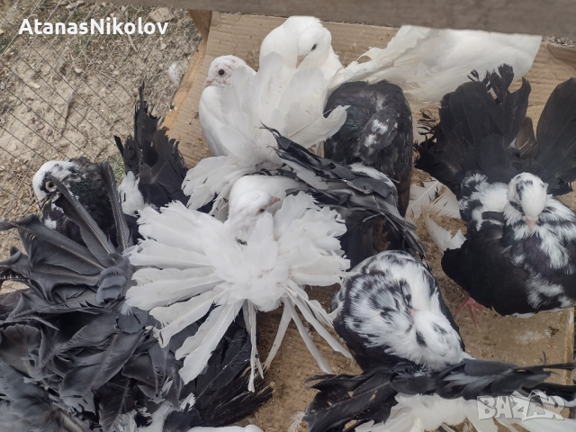 Фенерлии Гълъби, снимка 2 - Гълъби - 51709153