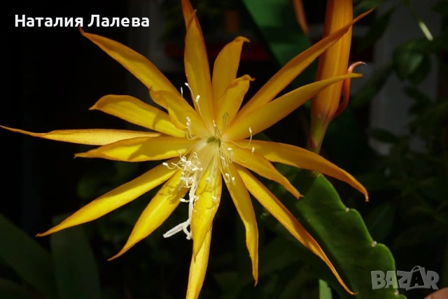 Жълт епифилум, epiphyllum fruhlingsgold