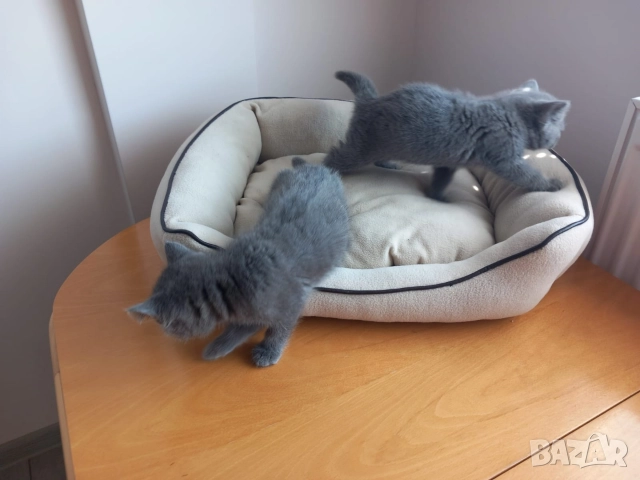 Британски Котета момичета , снимка 7 - Британска късокосместа - 52909301