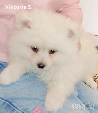 Померан , снимка 2 - Померан - 52723261