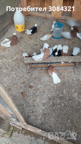 Продавам белослатински белоглави гълъби , снимка 3 - Гълъби - 52560526
