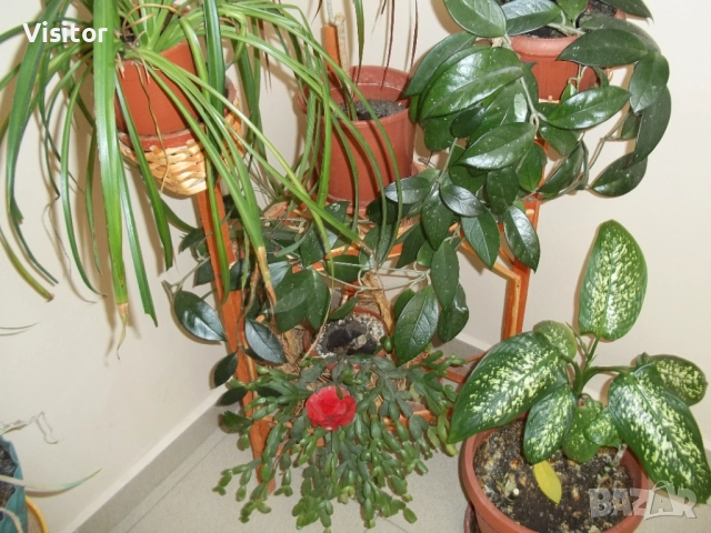 Kodak EasyShare M531  14MPx, снимка 17 - Фотоапарати - 52896491