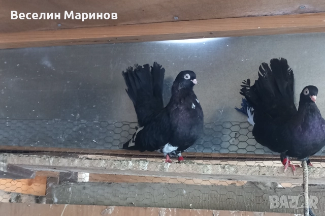 продавам  варненски  жьлти  6уменски2 модела  по6и спортни и стандарти и американци, снимка 5 - Гълъби - 51659125