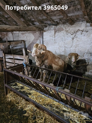 продавасе може и бартер, снимка 3 - Овце - 53225537