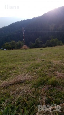 Продавам имот в землището на с.Момчиловци с квадратура 2700кв.м, снимка 10 - Земеделска земя - 37686757