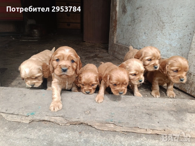 кокер шпаньол , снимка 2 - Кокер шпаньол - 54352130