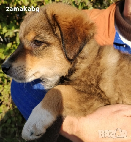 Подаряваме кученца бездомничета пухени бобчета, снимка 11 - Други - 52430271