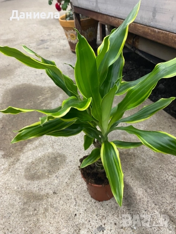 Драцена, снимка 2 - Стайни растения - 52344104