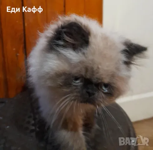 Продавам прекрасни персийски котенца , снимка 6 - Персийска - 50016785