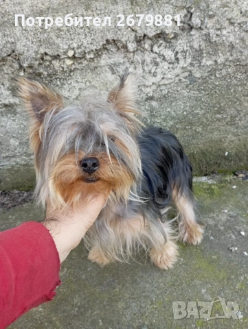 Йоркширски териер , снимка 2 - Йоркширски териер - 54315988