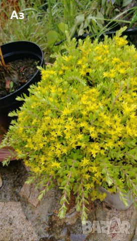 Продавам цветя Седум зимоустойчив - за алеи, алпинеуми, снимка 1
