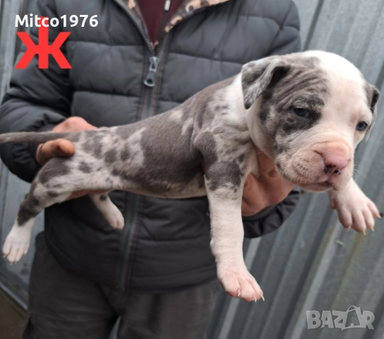 Питбул-Pitbul, снимка 6 - Питбул - 52897945