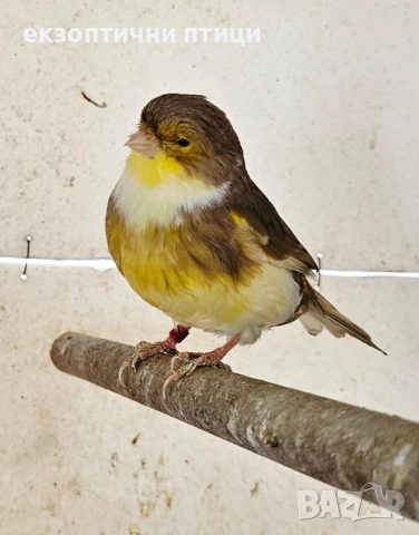 Продавам женски Глостер , снимка 2 - Канари - 52974665