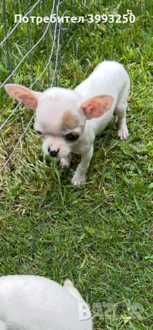 Мини чихо пинчери, снимка 2 - Пинчер - 51482455