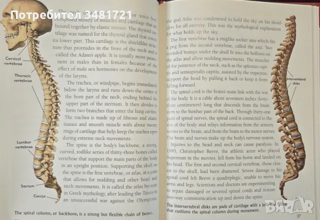 The Head and Neck. Learning How We Use Our Muscles, снимка 7 - Здраве, медицина и спорт - 55964348