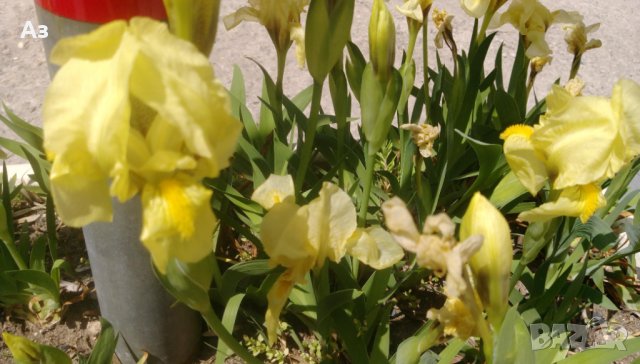 Продавам цветя Ириси, ниски, жълти и тъмно сини