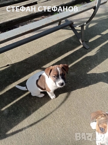 Джак Ръсел , снимка 10 - Джак ръсел териер - 52917744