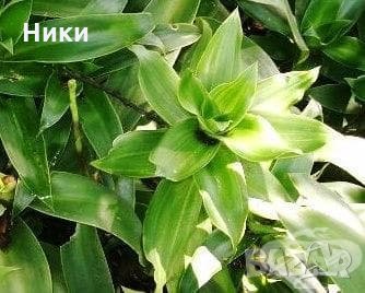 Ароматна кализия (Callisia fragans) , снимка 1 - Градински цветя и растения - 30674525