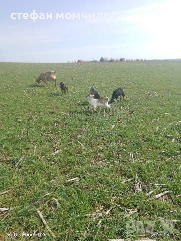 продавам , снимка 4 - Кози - 54162161