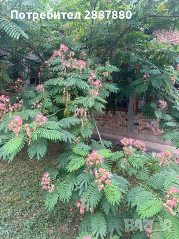 Албиция, снимка 3 - Градински цветя и растения - 51227753