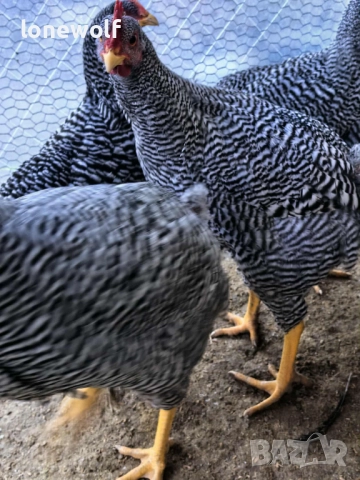Млади петлета от породата Амрок, снимка 4 - Кокошки и пуйки - 51512690