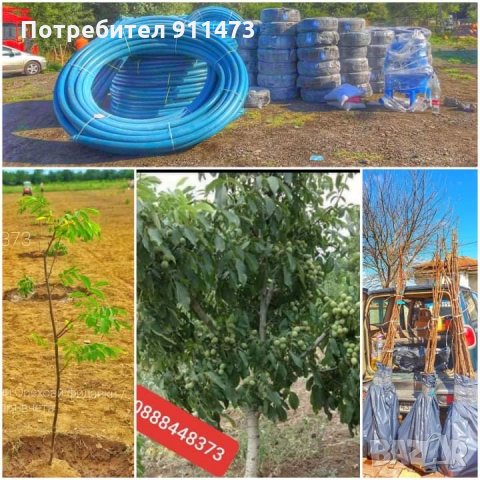 Фиданки орех сорт Чандлър, снимка 11 - Разсади - 35102903