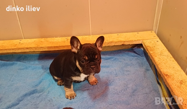 малки булдочета , снимка 5 - Френски булдог - 52907796