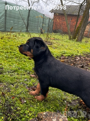 Ротвайлери ,след 2ра ваксина