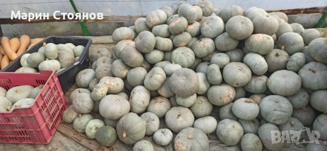 Тивки за консумация , снимка 2 - Градински цветя и растения - 52455952