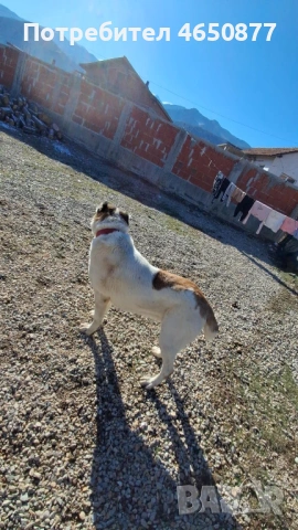 Женска на 1.7 месеца разгонена , снимка 2 - Алабай - 53253869