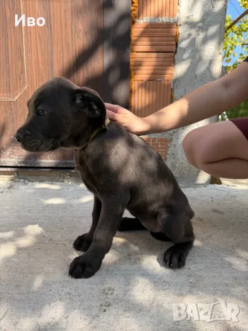 Продавам кученца Кане Корсо, снимка 8 - Кане корсо - 55949506