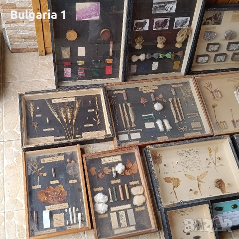 Учебни модели по Биология и География в дървена рамка със стъкло , снимка 2 - Антикварни и старинни предмети - 51689244