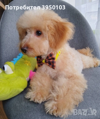 Мини пудел момченце 
