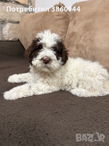 Женско лагото романьол, снимка 6 - Други - 54242943