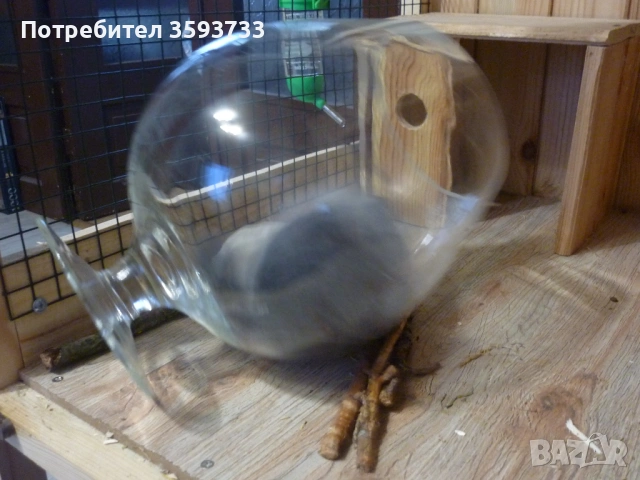 чинчила, снимка 8 - Други животни - 53192882