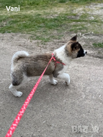 Американска акита кученца, снимка 2 - Акита - 53021892