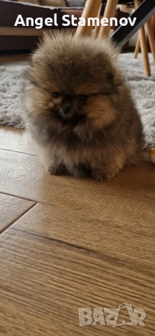 Померан,мини момченце с родословие!, снимка 8 - Померан - 53208827