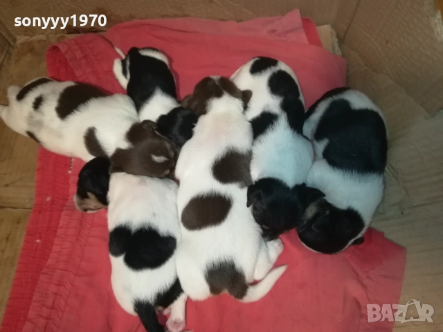 ДЖАК РЪСЕЛ-250ЛВ ЗА СЛАДКО КУТРЕ ПО ИЗБОР 2608251751, снимка 10 - Джак ръсел териер - 51499283