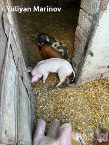 🐷 Продаваме 5 броя малки прасенца, снимка 2 - Прасета - 56074599