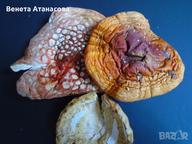 Лечебни гъби Amanita 10 грама мляни на прах, снимка 1