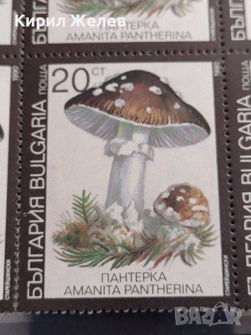 Лот Пощенски марки ГЪБИ ПАНТЕРКА чисти без печат поща България редки за КОЛЕКЦИЯ 33114, снимка 4 - Филателия - 40477206
