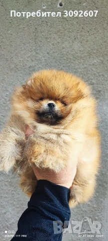 Померан момиче, снимка 2 - Померан - 53025299